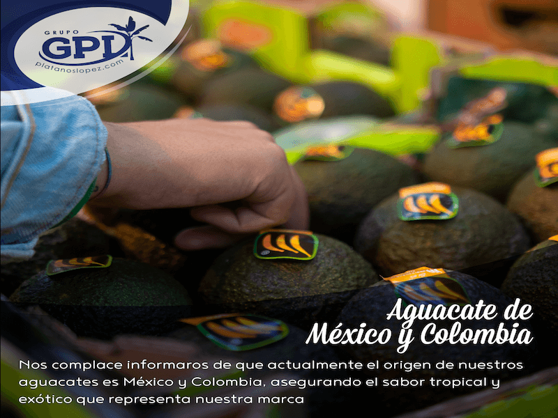 aguacates de México y colombia