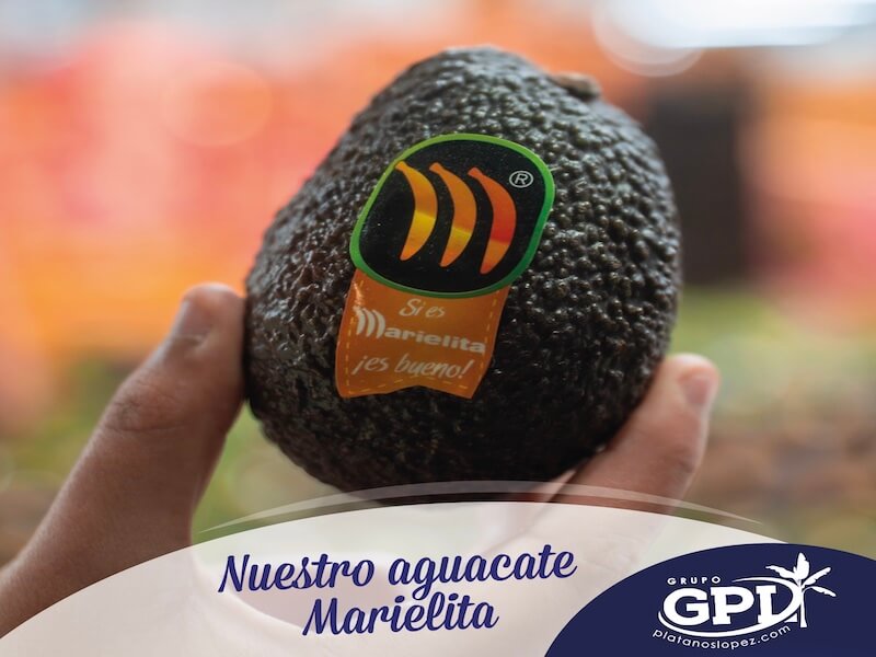 ¿El aguacate ayuda a mejorar la salud intestinal? Hoy desde Grupo Plátanos López os contamos por qué el aguacate ayuda a mejorar la salud intestinal, algo que seguramente os sea muy práctico a la hora de crear hábitos alimenticios. Introducir el aguacate en nuestra dieta diaria sin duda puede mejorar nuestra salud intestinal, según un estudio realizado en la Universidad de Illinios (Estados Unidos), el aguacate es un alimento que mejora la salud intestinal debido a su contenido en fibra dietética y grasa monoinsaturada. Sin embargo, algo que no está demostrado es el efecto que tiene el aguacate en los microbios del sistema gastrointestinal. Está científicamente demostrado por estos investigadores que las personas que se dedican a comer aguacate todos los días al menos en una de sus comidas cuentan con una mayor cantidad de microbios en los intestinos que se encargan de descomponer la fibra y por ende, producen metabolitos que mejoran la salud intestina. No sólo contaban con lo mencionado anteriormente, sino que además tenían una mayor diversidad microbiana en comparación a las personas que no consumen aguacate diariamente. Un aguacate mediado puede proporcionar a nuestro organismo aproximadamente 12gr de fibra, lo que ayuda a cumplir la cantidad recomendada de 28 a 34gr de fibra por día. Esperamos que esta información os hay servido de ayuda para poder incluir más a menudo el aguacate en vuestra dieta diaria. Si queréis más información, podéis ver nuestro blog o nuestras redes sociales.