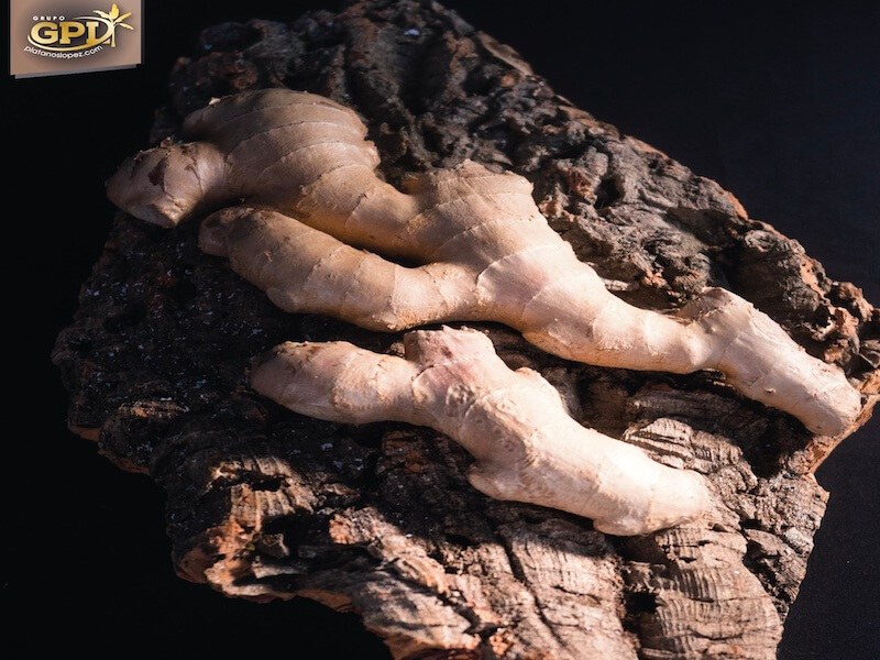 Las maravillosas propiedades el jengibre