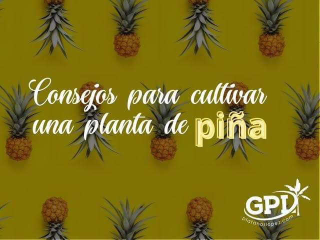cultivar piña