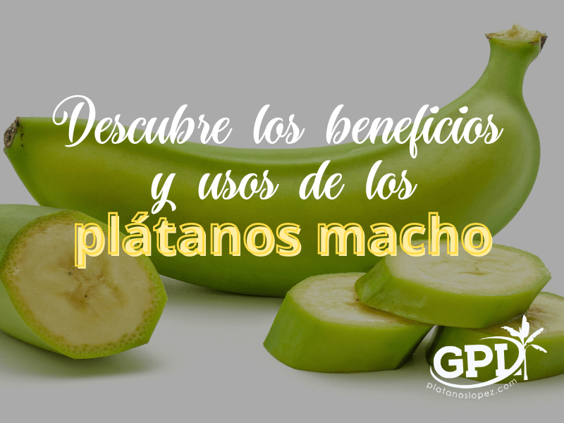 plátanos macho