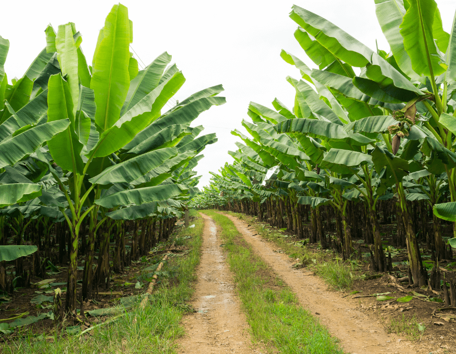 GPL – historia fruta tropical GPL - historia fruta tropical