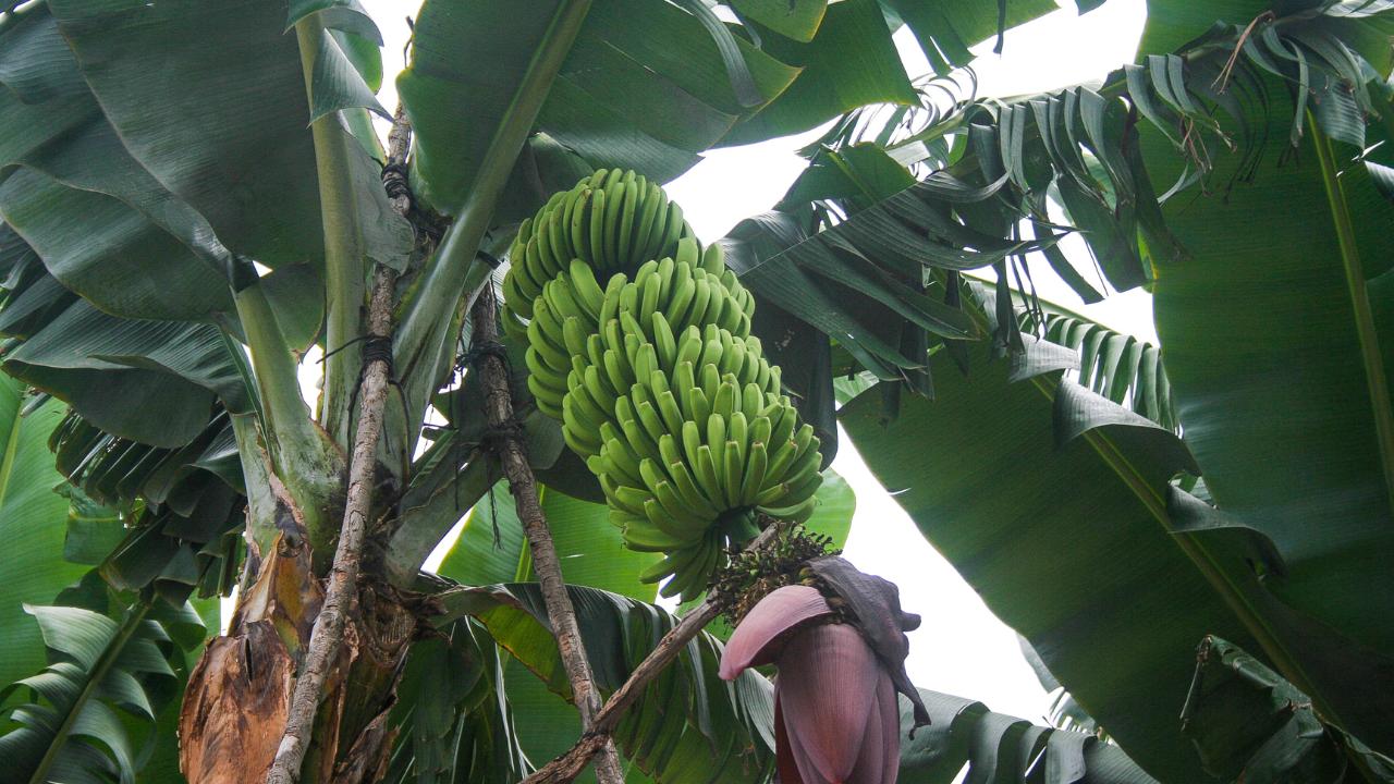 cultivo plátano canario