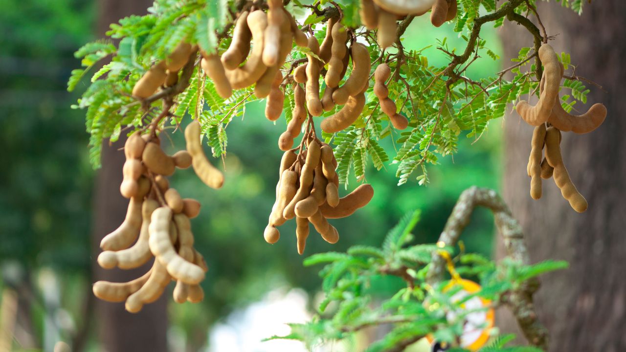 Beneficios de Comer Tamarindo