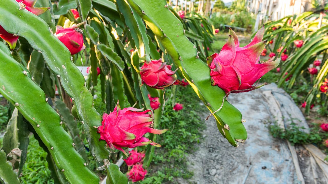 propiedades-de-la-pitahaya-para-la-salud