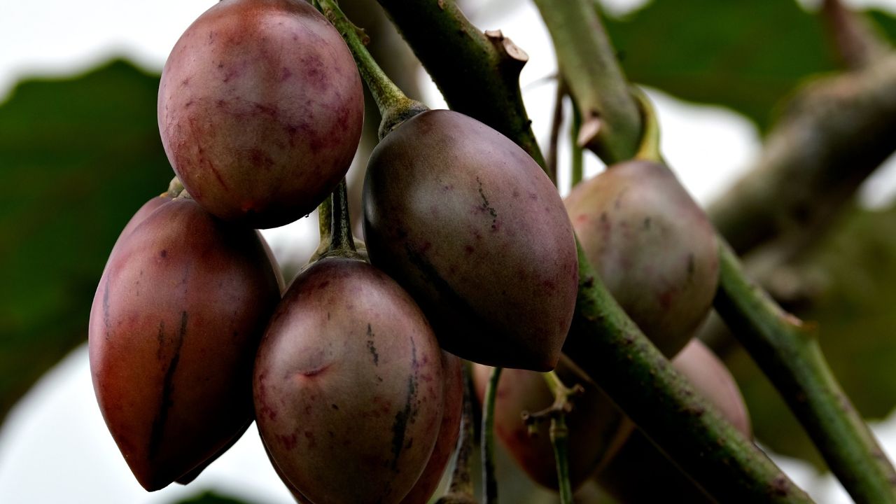 tomate de árbol