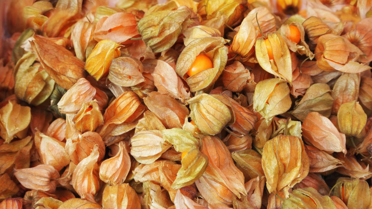 Propiedades del physalis